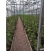 Герметичний світильник для гідропоніки та аеропоніки PLANT GROW 50-30 Герметичний світильник для гідропоніки та аеропоніки PLANT GROW 50-30